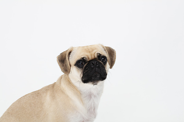 포토 JPG 스튜디오촬영 동물 한마리 반려견 실내 누끼 사람없음 옆모습 반려동물 귀여움 흰색 개 강아지 흰배경 반려 퍼그 국내포토 1 뷰포인트 컬러 백그라운드 컨셉 포유류 내부 파일형식