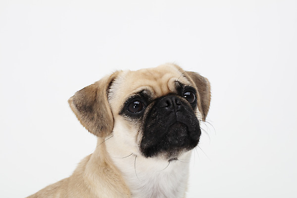 포토 JPG 스튜디오촬영 동물 한마리 반려견 실내 누끼 사람없음 옆모습 반려동물 귀여움 흰색 개 강아지 흰배경 반려 퍼그 국내포토 1 뷰포인트 컬러 백그라운드 컨셉 포유류 내부 파일형식