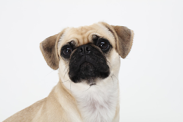 포토 JPG 스튜디오촬영 동물 한마리 반려견 실내 누끼 사람없음 옆모습 반려동물 귀여움 흰색 개 강아지 흰배경 반려 퍼그 국내포토 1 뷰포인트 컬러 백그라운드 컨셉 포유류 내부 파일형식