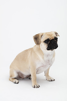 포토 JPG 스튜디오촬영 동물 한마리 반려견 실내 누끼 사람없음 옆모습 반려동물 귀여움 흰색 개 강아지 흰배경 반려 퍼그 국내포토 1 뷰포인트 컬러 백그라운드 컨셉 포유류 내부 파일형식