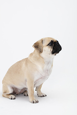 포토 JPG 스튜디오촬영 동물 한마리 반려견 실내 누끼 사람없음 옆모습 반려동물 귀여움 흰색 개 강아지 흰배경 반려 퍼그 국내포토 1 뷰포인트 컬러 백그라운드 컨셉 포유류 내부 파일형식