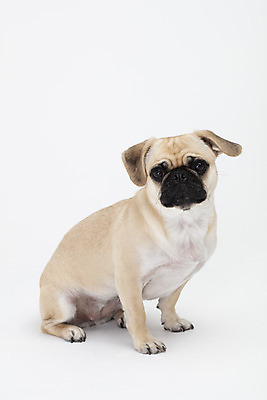 포토 JPG 스튜디오촬영 동물 한마리 반려견 실내 누끼 사람없음 옆모습 반려동물 귀여움 흰색 개 강아지 흰배경 반려 퍼그 국내포토 1 뷰포인트 컬러 백그라운드 컨셉 포유류 내부 파일형식
