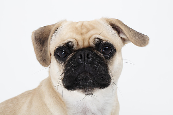 포토 JPG 스튜디오촬영 동물 한마리 반려견 실내 누끼 사람없음 옆모습 반려동물 귀여움 흰색 개 강아지 흰배경 반려 퍼그 국내포토 1 뷰포인트 컬러 백그라운드 컨셉 포유류 내부 파일형식