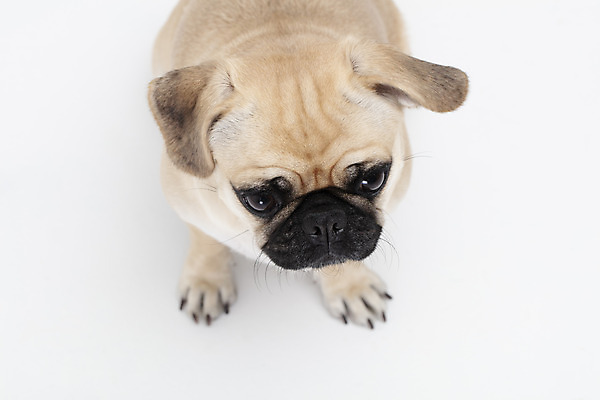 포토 JPG 스튜디오촬영 동물 한마리 반려견 실내 누끼 사람없음 앞모습 반려동물 귀여움 흰색 개 강아지 흰배경 반려 퍼그 국내포토 1 뷰포인트 컬러 백그라운드 컨셉 포유류 내부 파일형식