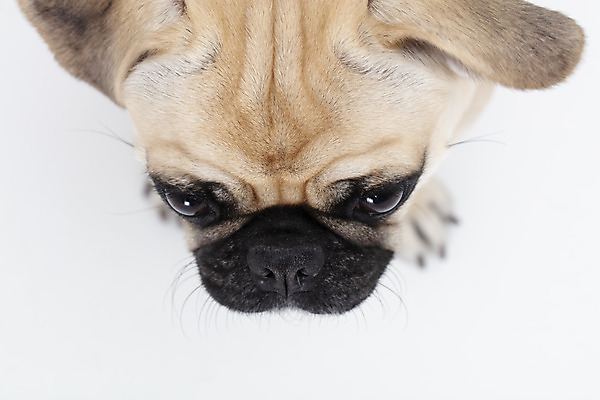 포토 JPG 스튜디오촬영 동물 한마리 반려견 실내 누끼 사람없음 앞모습 반려동물 하이앵글 귀여움 흰색 개 강아지 흰배경 반려 퍼그 국내포토 1 뷰포인트 컬러 백그라운드 컨셉 포유류 내부 파일형식