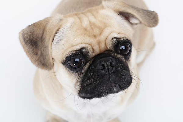 포토 JPG 스튜디오촬영 동물 한마리 반려견 실내 누끼 사람없음 앞모습 반려동물 하이앵글 귀여움 흰색 개 강아지 흰배경 반려 퍼그 국내포토 1 뷰포인트 컬러 백그라운드 컨셉 포유류 내부 파일형식