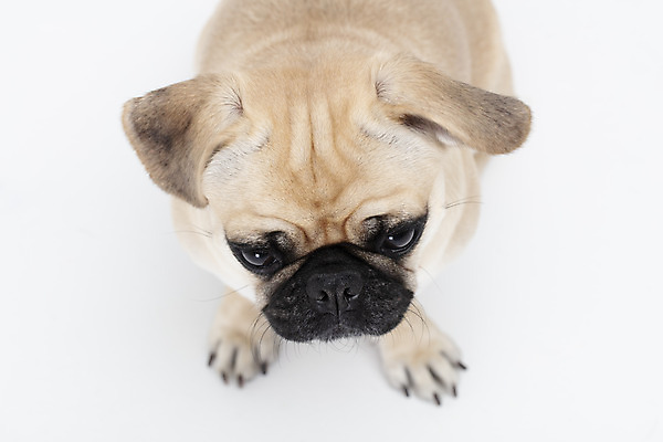 포토 JPG 스튜디오촬영 동물 한마리 반려견 실내 누끼 사람없음 앞모습 반려동물 하이앵글 귀여움 흰색 개 강아지 흰배경 반려 퍼그 국내포토 1 뷰포인트 컬러 백그라운드 컨셉 포유류 내부 파일형식