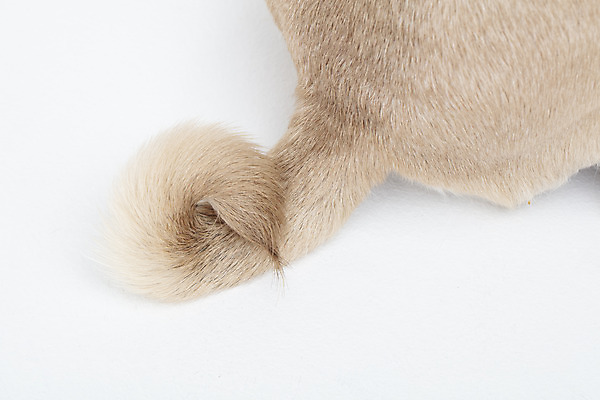 포토 JPG 스튜디오촬영 동물 한마리 반려견 실내 누끼 사람없음 뒷모습 반려동물 귀여움 흰색 개 강아지 흰배경 반려 퍼그 국내포토 1 뷰포인트 컬러 백그라운드 컨셉 포유류 내부 파일형식