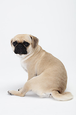 포토 JPG 스튜디오촬영 동물 한마리 반려견 실내 누끼 사람없음 뒷모습 반려동물 귀여움 흰색 개 강아지 흰배경 반려 퍼그 국내포토 1 뷰포인트 컬러 백그라운드 컨셉 포유류 내부 파일형식