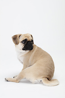 포토 JPG 스튜디오촬영 동물 한마리 반려견 실내 누끼 사람없음 뒷모습 반려동물 귀여움 흰색 개 강아지 흰배경 반려 퍼그 국내포토 1 뷰포인트 컬러 백그라운드 컨셉 포유류 내부 파일형식