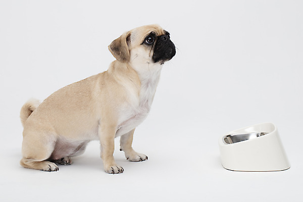 포토 JPG 스튜디오촬영 동물 한마리 반려견 밥 실내 누끼 사람없음 옆모습 반려동물 귀여움 흰색 개 강아지 흰배경 개밥그릇 개사료 반려 퍼그 국내포토 1 그릇 음식 뷰포인트 컬러 백그라운드 컨셉 포유류 내부 먹이 애견용품 파일형식
