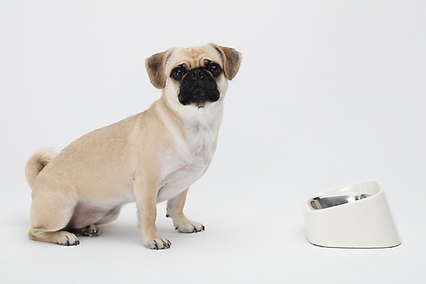 포토 JPG 스튜디오촬영 동물 한마리 반려견 밥 실내 누끼 사람없음 옆모습 반려동물 귀여움 흰색 개 강아지 흰배경 개밥그릇 개사료 반려 퍼그 국내포토 1 그릇 음식 뷰포인트 컬러 백그라운드 컨셉 포유류 내부 먹이 애견용품 파일형식