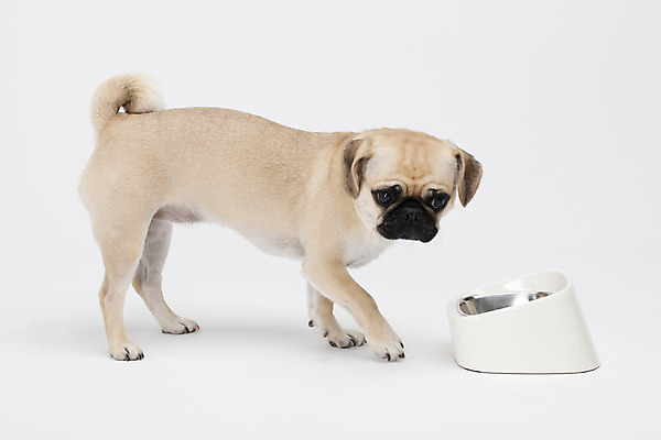 포토 JPG 스튜디오촬영 동물 한마리 반려견 밥 실내 누끼 사람없음 옆모습 반려동물 귀여움 흰색 개 강아지 흰배경 개밥그릇 개사료 반려 퍼그 국내포토 1 그릇 음식 뷰포인트 컬러 백그라운드 컨셉 포유류 내부 먹이 애견용품 파일형식
