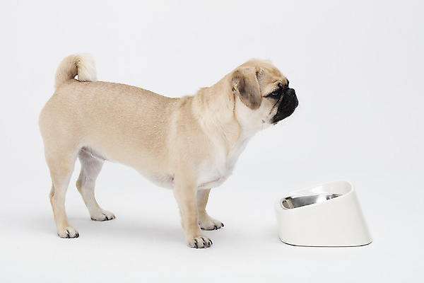 포토 JPG 스튜디오촬영 동물 한마리 반려견 밥 실내 누끼 사람없음 옆모습 반려동물 귀여움 흰색 개 강아지 흰배경 개밥그릇 개사료 반려 퍼그 국내포토 1 그릇 음식 뷰포인트 컬러 백그라운드 컨셉 포유류 내부 먹이 애견용품 파일형식
