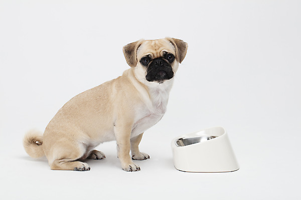 포토 JPG 스튜디오촬영 동물 한마리 반려견 밥 실내 누끼 사람없음 반려동물 귀여움 흰색 개 강아지 흰배경 개밥그릇 개사료 반려 퍼그 국내포토 1 그릇 음식 컬러 백그라운드 컨셉 포유류 내부 먹이 애견용품 파일형식