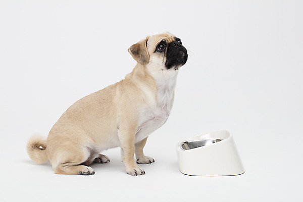 포토 JPG 스튜디오촬영 동물 한마리 반려견 밥 실내 누끼 사람없음 옆모습 반려동물 귀여움 흰색 개 강아지 흰배경 개밥그릇 개사료 반려 퍼그 국내포토 1 그릇 음식 뷰포인트 컬러 백그라운드 컨셉 포유류 내부 먹이 애견용품 파일형식