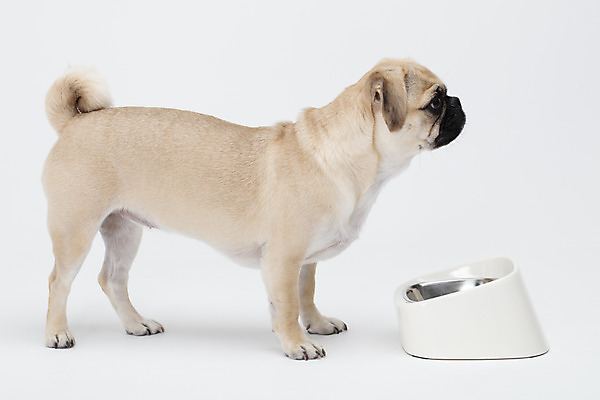 포토 JPG 스튜디오촬영 동물 한마리 반려견 밥 실내 누끼 사람없음 옆모습 반려동물 귀여움 흰색 개 강아지 흰배경 개밥그릇 개사료 반려 퍼그 국내포토 1 그릇 음식 뷰포인트 컬러 백그라운드 컨셉 포유류 내부 먹이 애견용품 파일형식