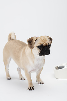 포토 JPG 스튜디오촬영 동물 한마리 반려견 밥 실내 누끼 사람없음 앞모습 반려동물 귀여움 흰색 개 강아지 흰배경 개밥그릇 개사료 반려 퍼그 국내포토 1 그릇 음식 뷰포인트 컬러 백그라운드 컨셉 포유류 내부 먹이 애견용품 파일형식