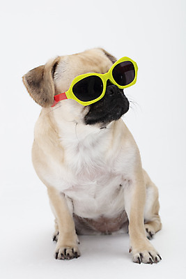 포토 JPG 스튜디오촬영 동물 한마리 반려견 안경 실내 누끼 사람없음 앞모습 반려동물 선글라스 귀여움 흰색 개 강아지 흰배경 반려 퍼그 국내포토 1 잡화 뷰포인트 컬러 백그라운드 컨셉 포유류 내부 파일형식