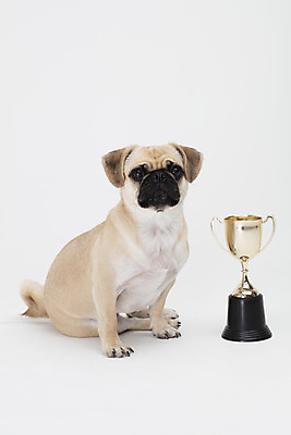 포토 JPG 스튜디오촬영 동물 한마리 반려견 실내 누끼 사람없음 앞모습 반려동물 귀여움 흰색 축하 개 강아지 상 트로피 흰배경 반려 퍼그 국내포토 1 뷰포인트 컬러 백그라운드 컨셉 포유류 내부 상_우승 상패 파일형식