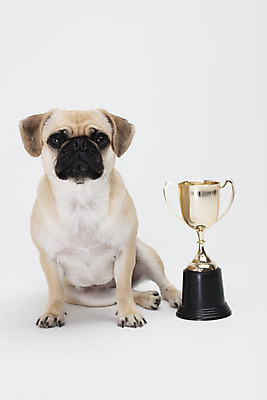 포토 JPG 스튜디오촬영 동물 한마리 반려견 실내 누끼 사람없음 반려동물 귀여움 흰색 축하 개 강아지 상 트로피 흰배경 반려 퍼그 국내포토 1 컬러 백그라운드 컨셉 포유류 내부 상_우승 상패 파일형식