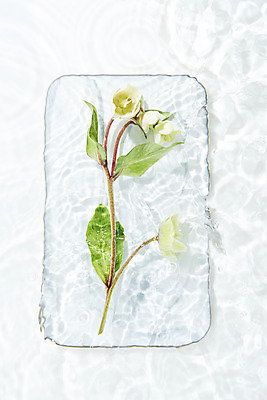 포토 JPG 스튜디오촬영 접시 물결 백그라운드 실내 사람없음 물 하이앵글 흰색 오브젝트 흰배경 싱그러움 플랫레이 헬레보루스 돌접시 국내포토 자연요소 식기 꽃 뷰포인트 컬러 내부 플랫 파일형식