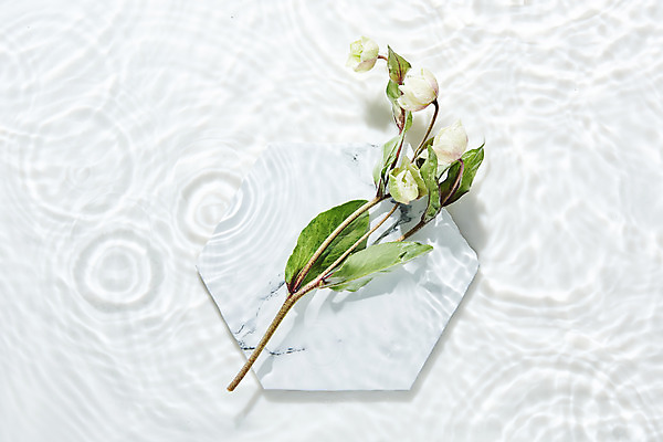 포토 JPG 스튜디오촬영 접시 물결 백그라운드 실내 사람없음 물 하이앵글 흰색 오브젝트 흰배경 싱그러움 플랫레이 헬레보루스 돌접시 국내포토 자연요소 식기 꽃 뷰포인트 컬러 내부 플랫 파일형식