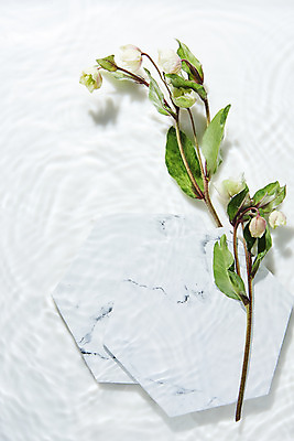 포토 JPG 스튜디오촬영 접시 물결 백그라운드 실내 사람없음 물 하이앵글 흰색 오브젝트 흰배경 싱그러움 플랫레이 헬레보루스 돌접시 국내포토 자연요소 식기 꽃 뷰포인트 컬러 내부 플랫 파일형식