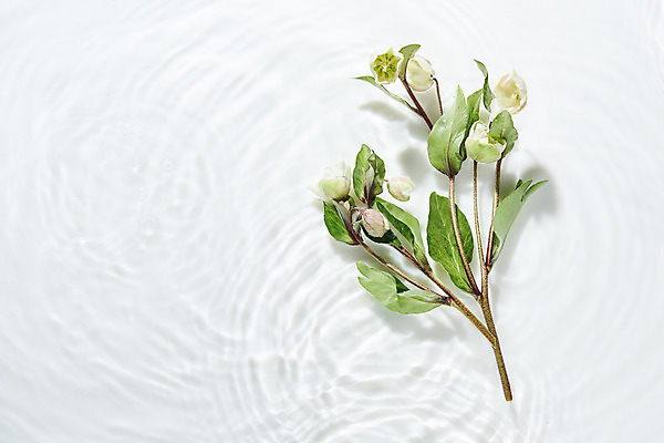 포토 JPG 스튜디오촬영 물결 백그라운드 실내 사람없음 물 하이앵글 흰색 오브젝트 흰배경 싱그러움 플랫레이 헬레보루스 국내포토 자연요소 꽃 뷰포인트 컬러 내부 플랫 파일형식