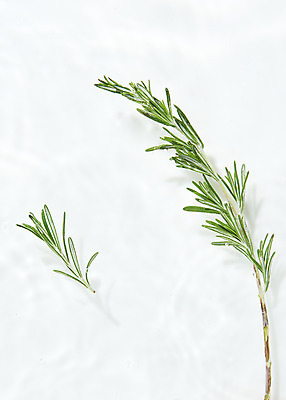 포토 JPG 스튜디오촬영 물결 백그라운드 실내 사람없음 물 하이앵글 흰색 오브젝트 흰배경 로즈메리 싱그러움 플랫레이 국내포토 자연요소 뷰포인트 컬러 내부 플랫 허브 파일형식