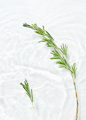 포토 JPG 스튜디오촬영 물결 백그라운드 실내 사람없음 물 하이앵글 흰색 오브젝트 흰배경 로즈메리 싱그러움 플랫레이 국내포토 자연요소 뷰포인트 컬러 내부 플랫 허브 파일형식