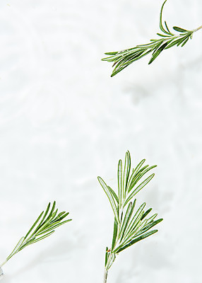 포토 JPG 스튜디오촬영 물결 백그라운드 실내 사람없음 물 하이앵글 흰색 오브젝트 흰배경 로즈메리 싱그러움 플랫레이 국내포토 자연요소 뷰포인트 컬러 내부 플랫 허브 파일형식