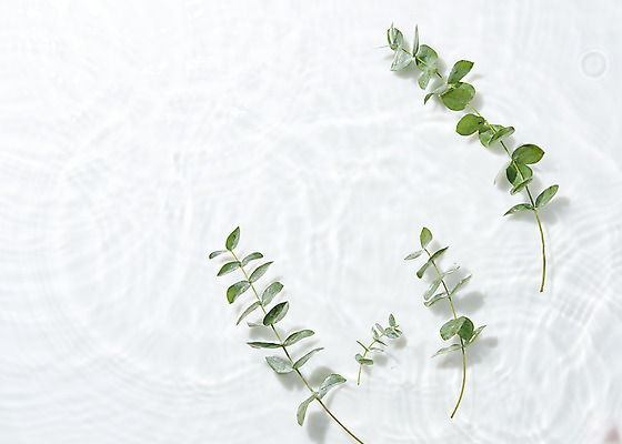 포토 JPG 스튜디오촬영 물결 백그라운드 실내 사람없음 물 하이앵글 흰색 오브젝트 흰배경 싱그러움 유칼립투스 플랫레이 국내포토 자연요소 식물 뷰포인트 컬러 내부 플랫 파일형식
