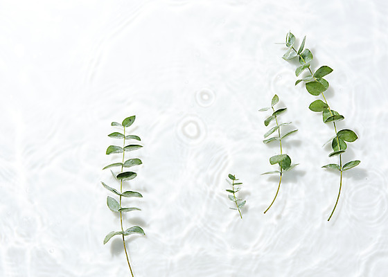 포토 JPG 스튜디오촬영 물결 백그라운드 실내 사람없음 물 하이앵글 흰색 오브젝트 흰배경 싱그러움 유칼립투스 플랫레이 국내포토 자연요소 식물 뷰포인트 컬러 내부 플랫 파일형식