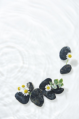 포토 JPG 스튜디오촬영 물결 백그라운드 잎 실내 사람없음 물 하이앵글 여러개 조약돌 흰색 오브젝트 흰배경 데이지 싱그러움 플랫레이 국내포토 자연요소 식물 꽃 뷰포인트 컬러 다수 내부 돌_바위 플랫 파일형식