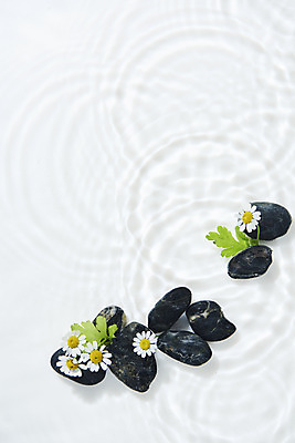 포토 JPG 스튜디오촬영 물결 백그라운드 잎 실내 사람없음 물 하이앵글 여러개 조약돌 흰색 오브젝트 흰배경 데이지 싱그러움 플랫레이 국내포토 자연요소 식물 꽃 뷰포인트 컬러 다수 내부 돌_바위 플랫 파일형식