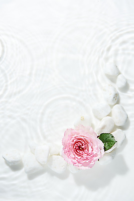 포토 JPG 스튜디오촬영 꽃 물결 백그라운드 잎 실내 사람없음 물 하이앵글 조약돌 흰색 오브젝트 흰배경 싱그러움 플랫레이 플로이드장미 국내포토 자연요소 식물 뷰포인트 컬러 내부 돌_바위 플랫 파일형식