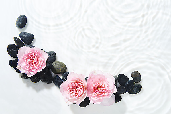 포토 JPG 스튜디오촬영 꽃 물결 백그라운드 실내 사람없음 물 하이앵글 여러개 조약돌 흰색 오브젝트 흰배경 싱그러움 플랫레이 플로이드장미 국내포토 자연요소 식물 뷰포인트 컬러 다수 내부 돌_바위 플랫 파일형식