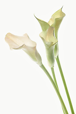 포토 JPG 스튜디오촬영 꽃 실내 근접촬영 사람없음 흰색 카라 오브젝트 흰배경 싱그러움 국내포토 식물 뷰포인트 컬러 백그라운드 내부 파일형식