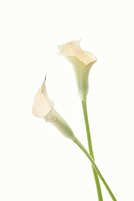 포토 JPG 스튜디오촬영 꽃 실내 근접촬영 사람없음 흰색 카라 오브젝트 흰배경 싱그러움 국내포토 식물 뷰포인트 컬러 백그라운드 내부 파일형식