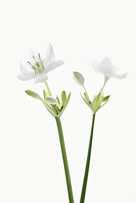 포토 JPG 스튜디오촬영 꽃 실내 근접촬영 사람없음 흰색 오브젝트 흰배경 싱그러움 유차리스 국내포토 식물 뷰포인트 컬러 백그라운드 내부 파일형식