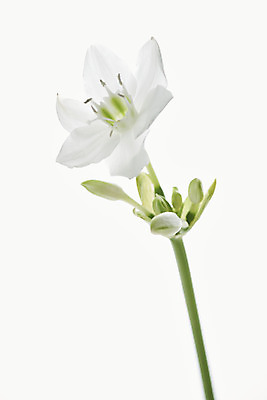 포토 JPG 스튜디오촬영 꽃 실내 근접촬영 사람없음 흰색 오브젝트 흰배경 싱그러움 유차리스 국내포토 식물 뷰포인트 컬러 백그라운드 내부 파일형식