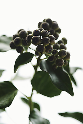 포토 JPG 스튜디오촬영 실내 근접촬영 사람없음 흰색 오브젝트 흰배경 블루베리 싱그러움 남부하이부시 국내포토 뷰포인트 컬러 백그라운드 과일 내부 파일형식