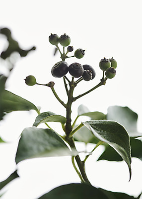 포토 JPG 스튜디오촬영 실내 근접촬영 사람없음 흰색 오브젝트 흰배경 블루베리 싱그러움 남부하이부시 국내포토 뷰포인트 컬러 백그라운드 과일 내부 파일형식