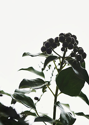 포토 JPG 스튜디오촬영 실내 근접촬영 사람없음 흰색 오브젝트 흰배경 블루베리 싱그러움 남부하이부시 국내포토 뷰포인트 컬러 백그라운드 과일 내부 파일형식