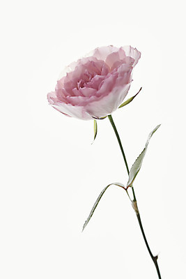 포토 JPG 스튜디오촬영 실내 근접촬영 사람없음 흰색 오브젝트 흰배경 블루베리 싱그러움 플로이드장미 국내포토 꽃 뷰포인트 컬러 백그라운드 과일 내부 파일형식