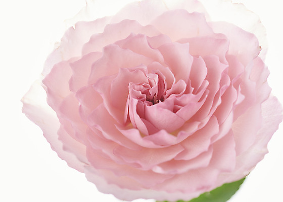 포토 JPG 스튜디오촬영 꽃 실내 근접촬영 사람없음 흰색 오브젝트 흰배경 싱그러움 플로이드장미 국내포토 식물 뷰포인트 컬러 백그라운드 내부 파일형식