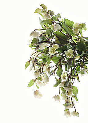 포토 JPG 스튜디오촬영 꽃 실내 근접촬영 사람없음 흰색 오브젝트 흰배경 싱그러움 헬레보루스 국내포토 식물 뷰포인트 컬러 백그라운드 내부 파일형식