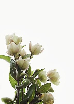 포토 JPG 스튜디오촬영 꽃 실내 근접촬영 사람없음 흰색 오브젝트 흰배경 싱그러움 헬레보루스 국내포토 식물 뷰포인트 컬러 백그라운드 내부 파일형식