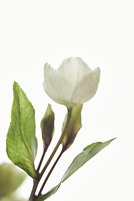 포토 JPG 스튜디오촬영 꽃 실내 근접촬영 사람없음 흰색 오브젝트 흰배경 싱그러움 헬레보루스 국내포토 식물 뷰포인트 컬러 백그라운드 내부 파일형식